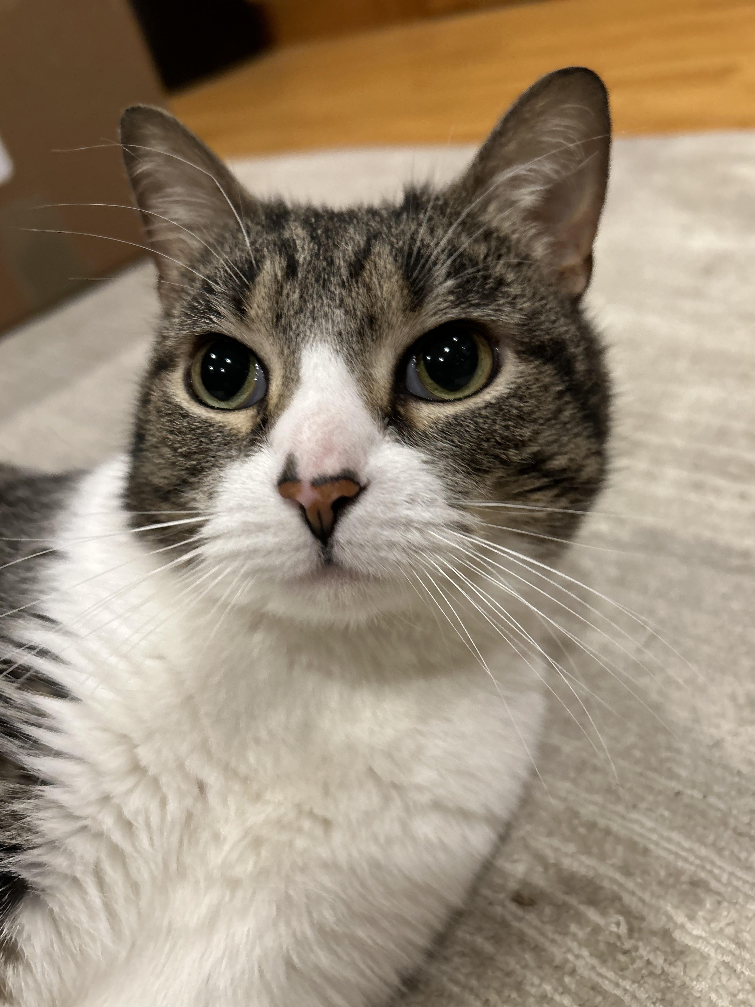 Decibel, an adopted Tabby in Brighton, MI image 4/6