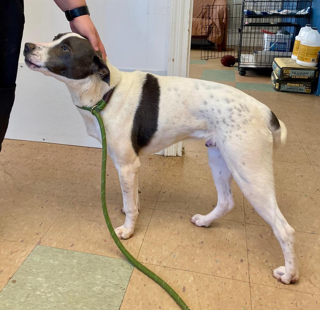 Charlie, a Adoptable mixed breed in Lancaster, SC image 2/6