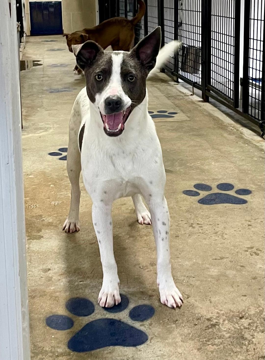 Charlie, a Adoptable mixed breed in Lancaster, SC image 3/6