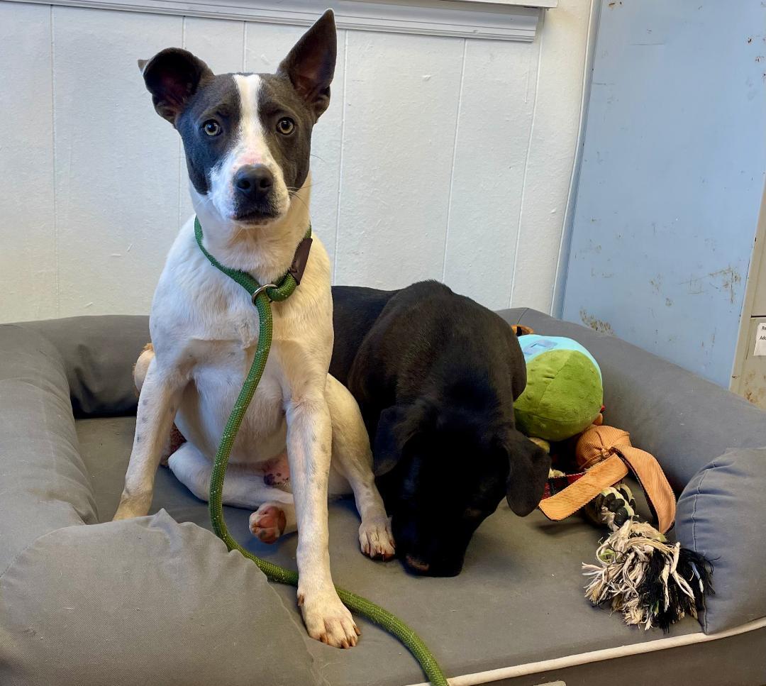 Charlie, Adoptable, Young Male Jack Russell Terrier.