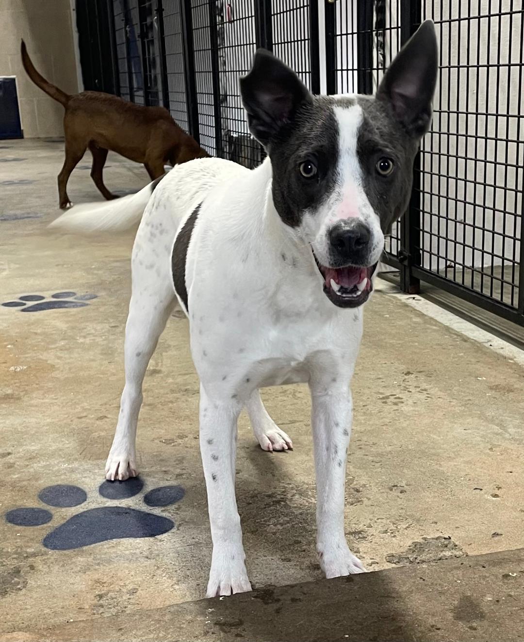 Charlie, a Adoptable mixed breed in Lancaster, SC image 4/6