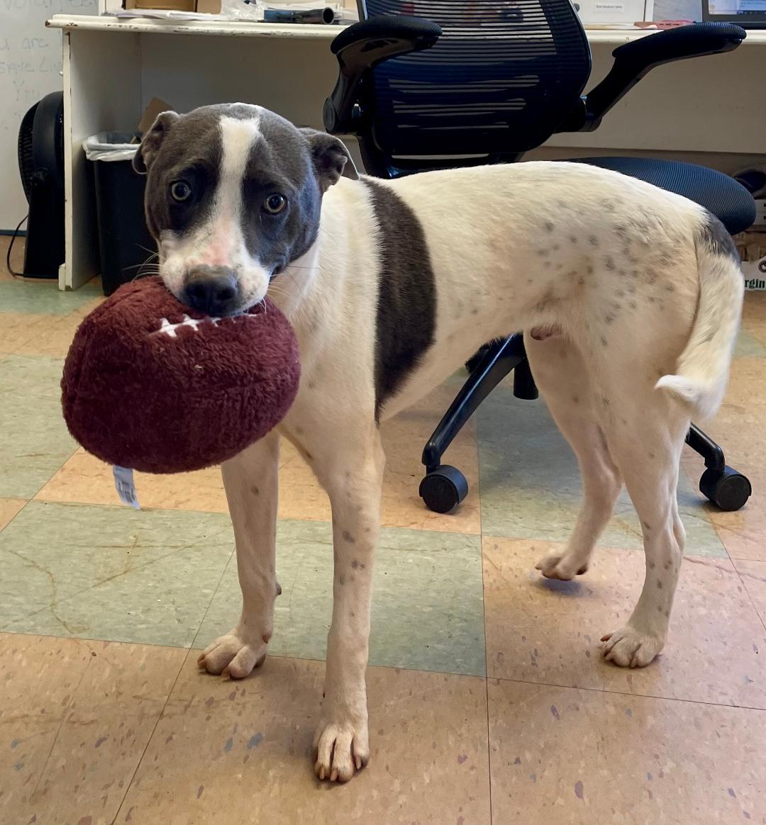 Charlie, a Adoptable mixed breed in Lancaster, SC image 6/6
