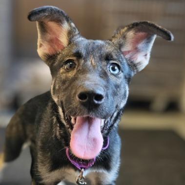 Jeorgia Blue, Adoptable, Puppy Female Husky & Mixed Breed.