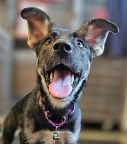 Jeorgia Blue, a Adoptable mixed breed in Barron, WI image 2/2