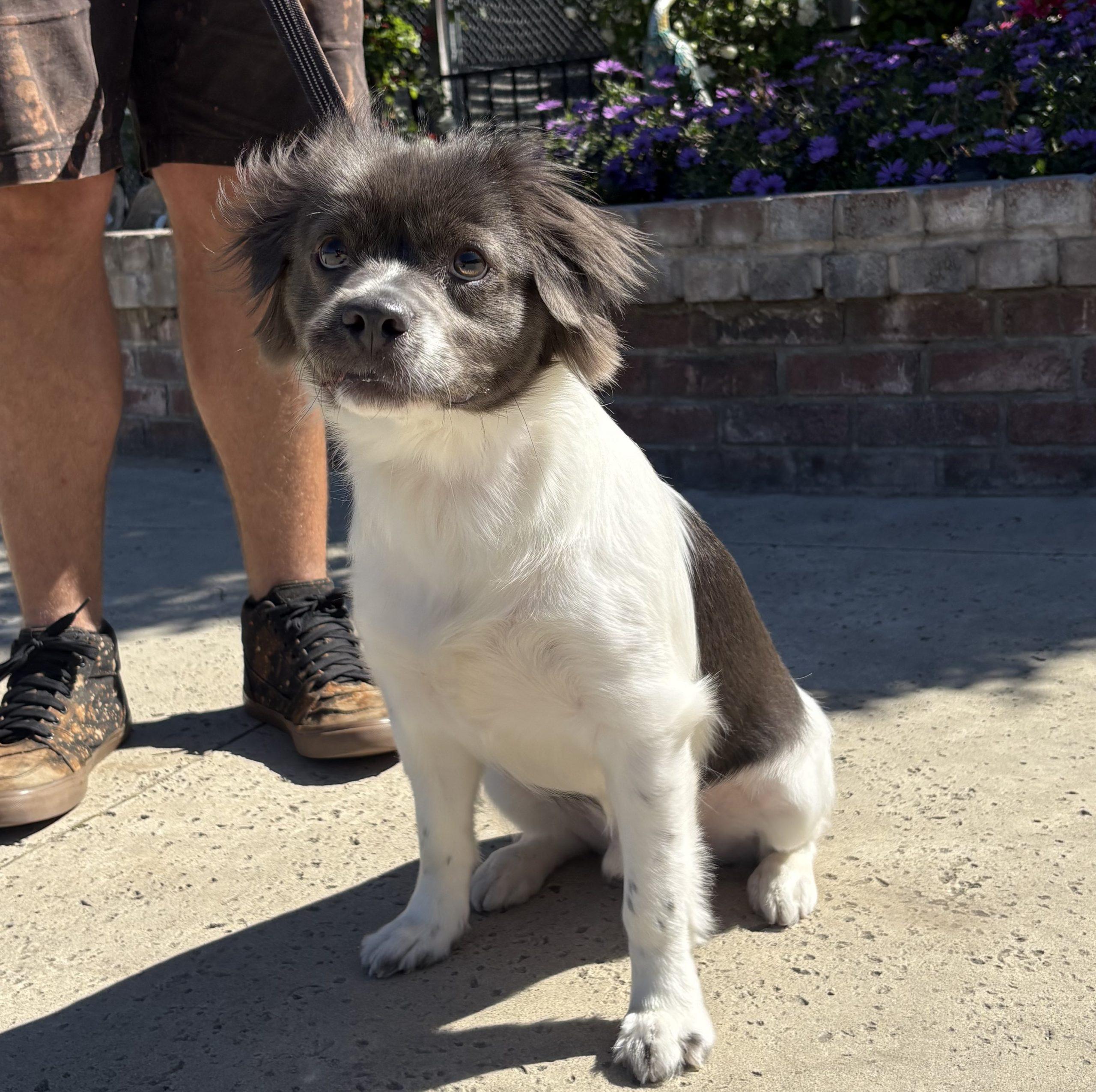 Enlarge Niko, a Adoptable mixed breed in Lathrop, CA image 1/2