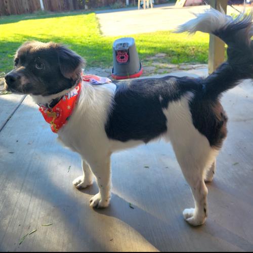 Enlarge Niko, a Adoptable mixed breed in Lathrop, CA image 2/2