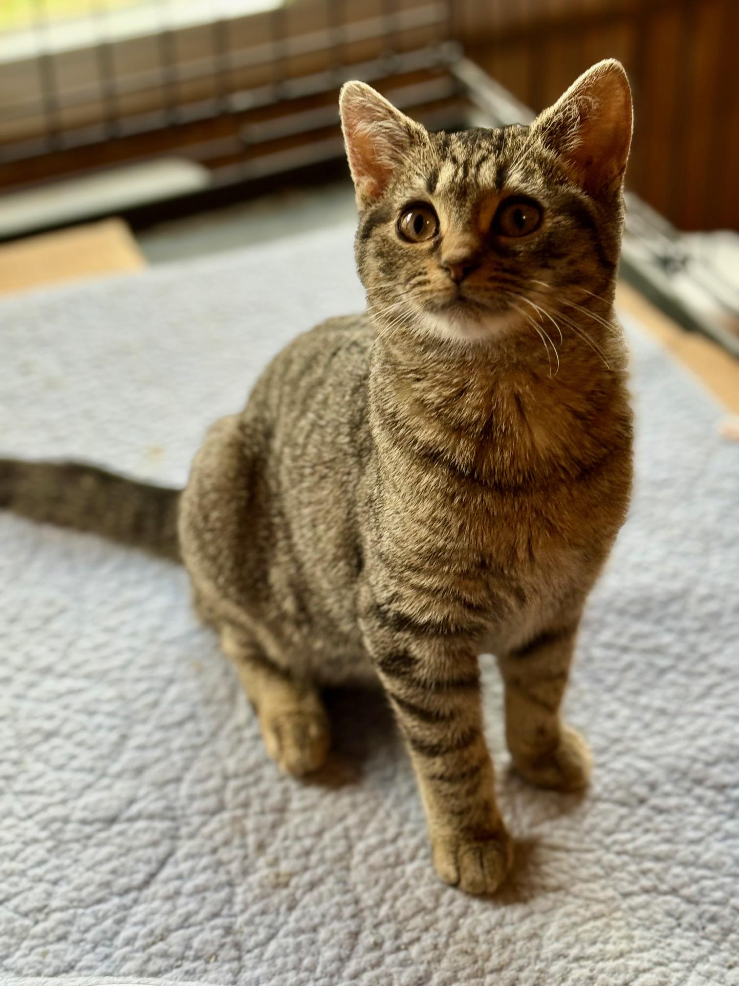 Enlarge Sassy, a Adoptable Domestic Short Hair in Johnson City, TN image 1/1