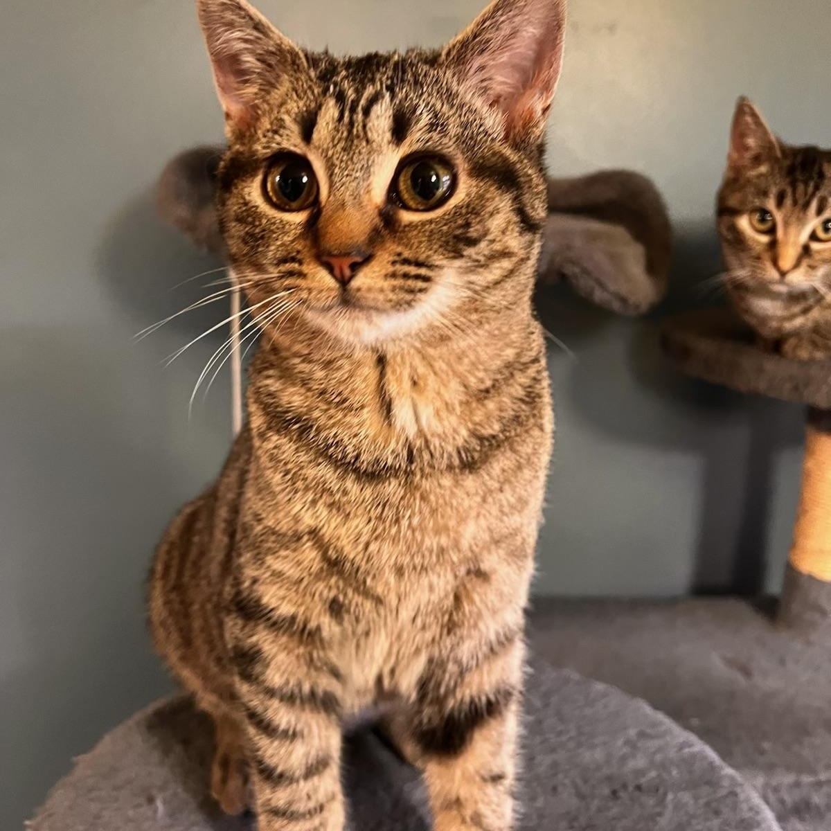 Enlarge Sassy, a Adoptable Domestic Short Hair in Johnson City, TN image 1/3