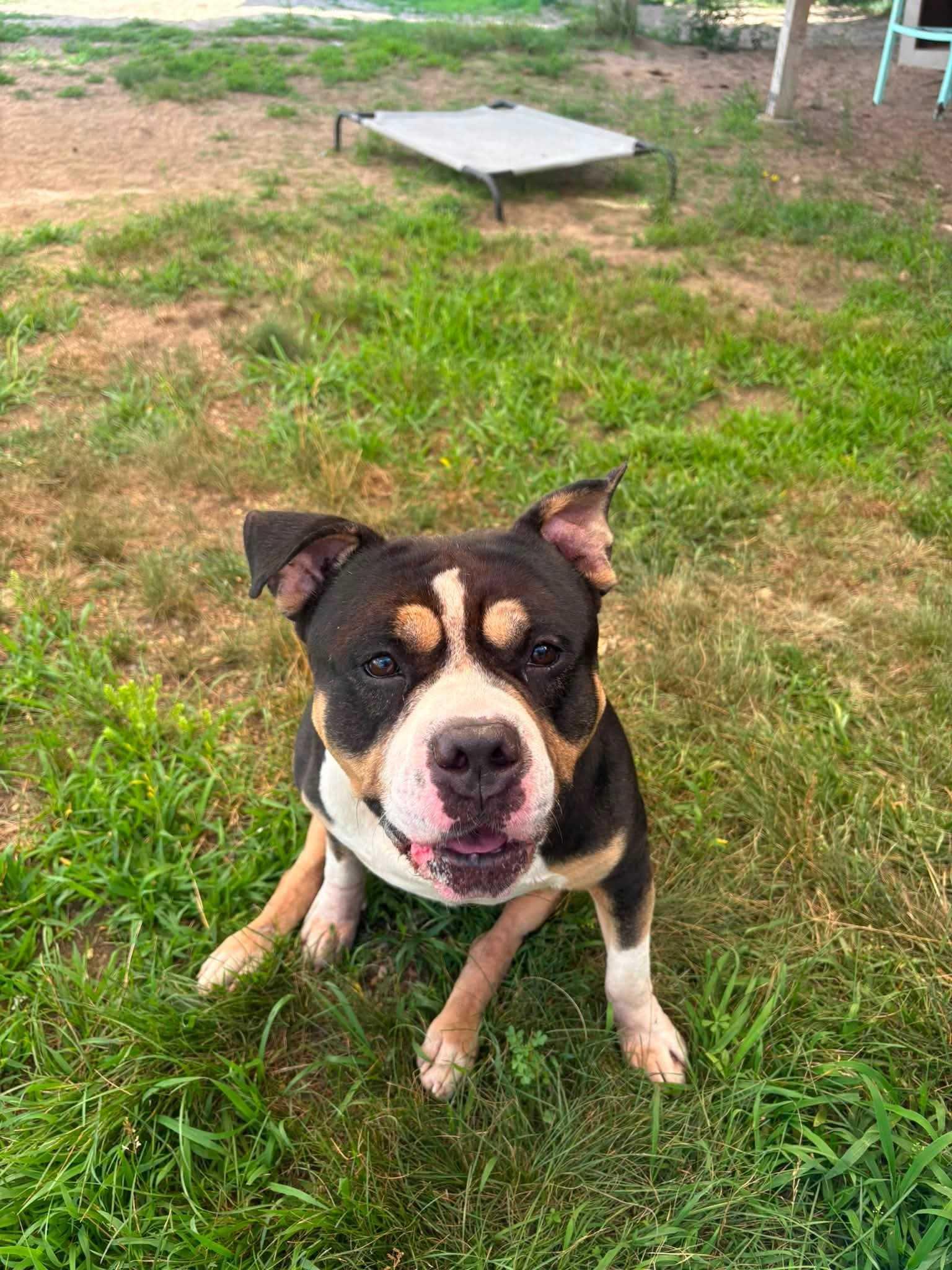 Boris, a ADOPTABLE mixed breed in Manchester, NH image 4/5