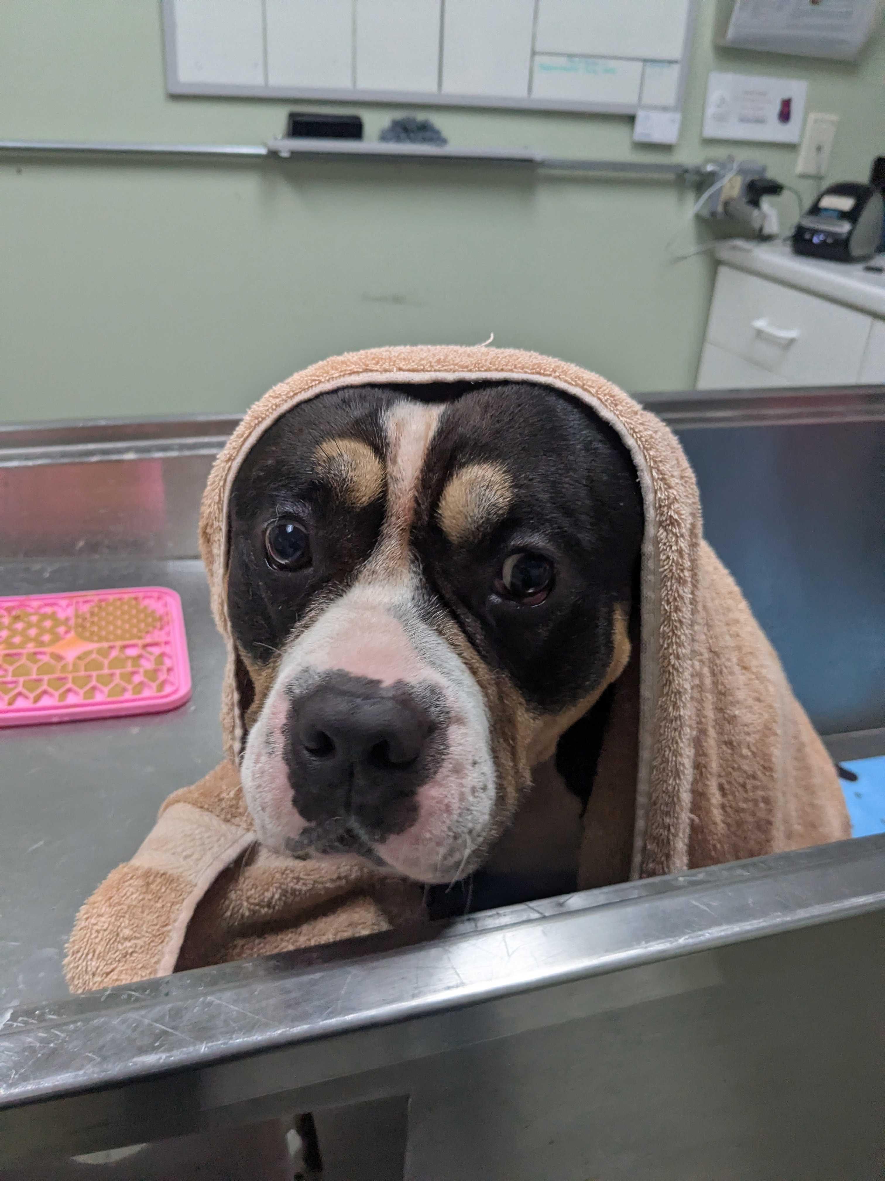 Boris, a ADOPTABLE mixed breed in Manchester, NH image 5/5