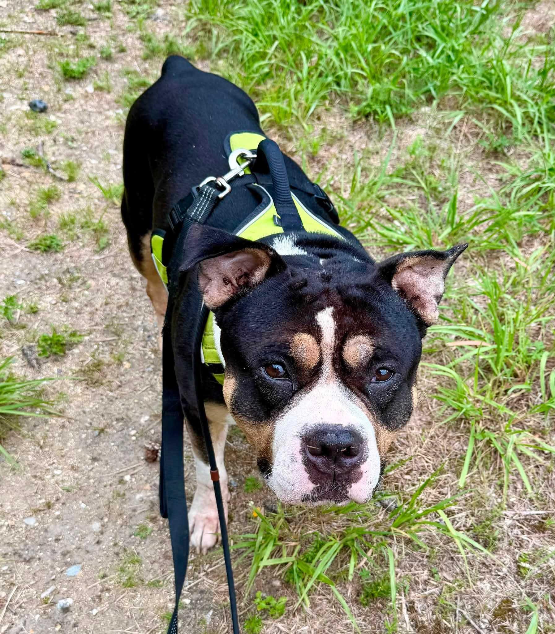 Boris, a ADOPTABLE mixed breed in Manchester, NH image 2/5