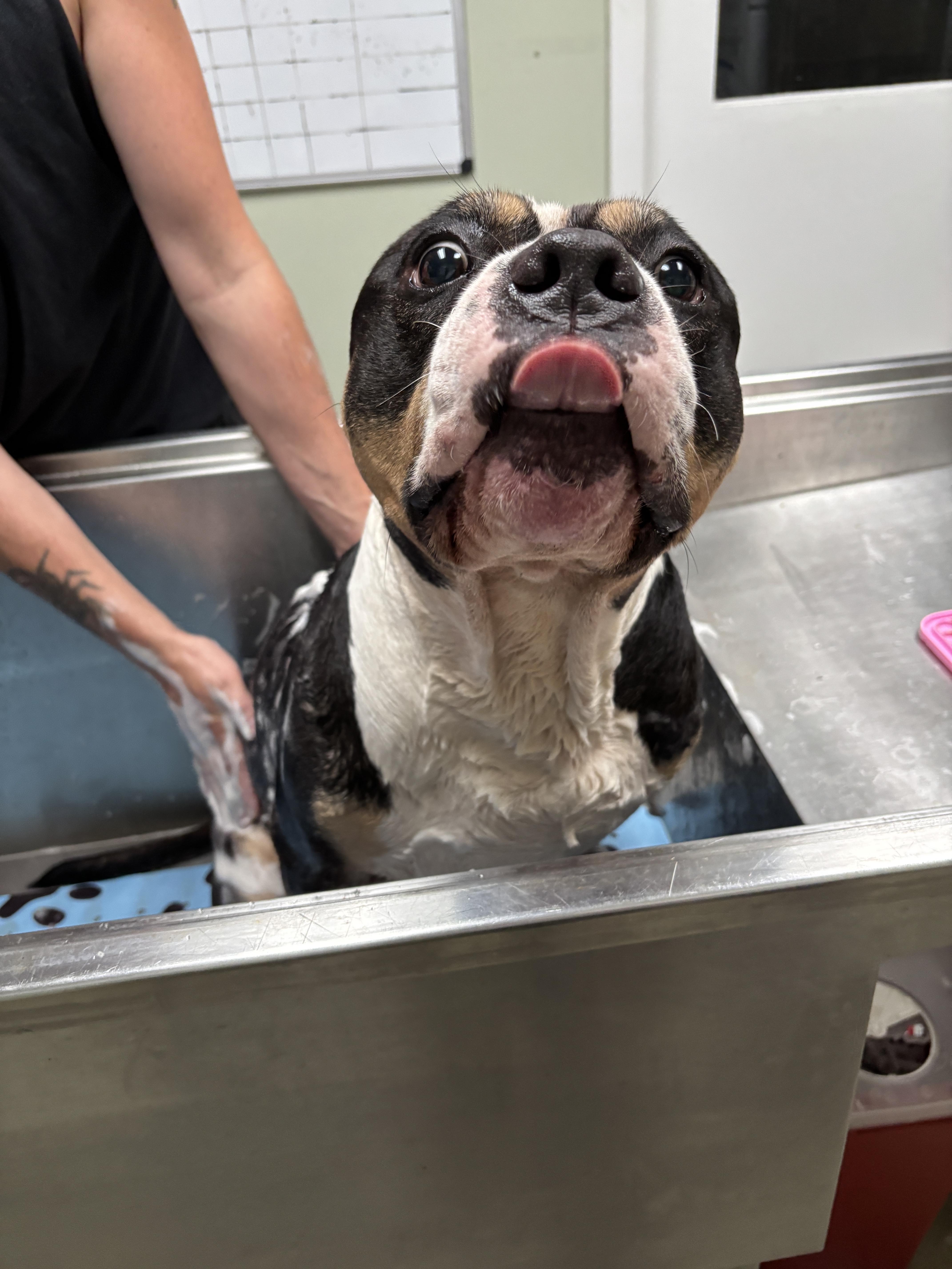 Boris, a ADOPTABLE mixed breed in Manchester, NH image 3/5