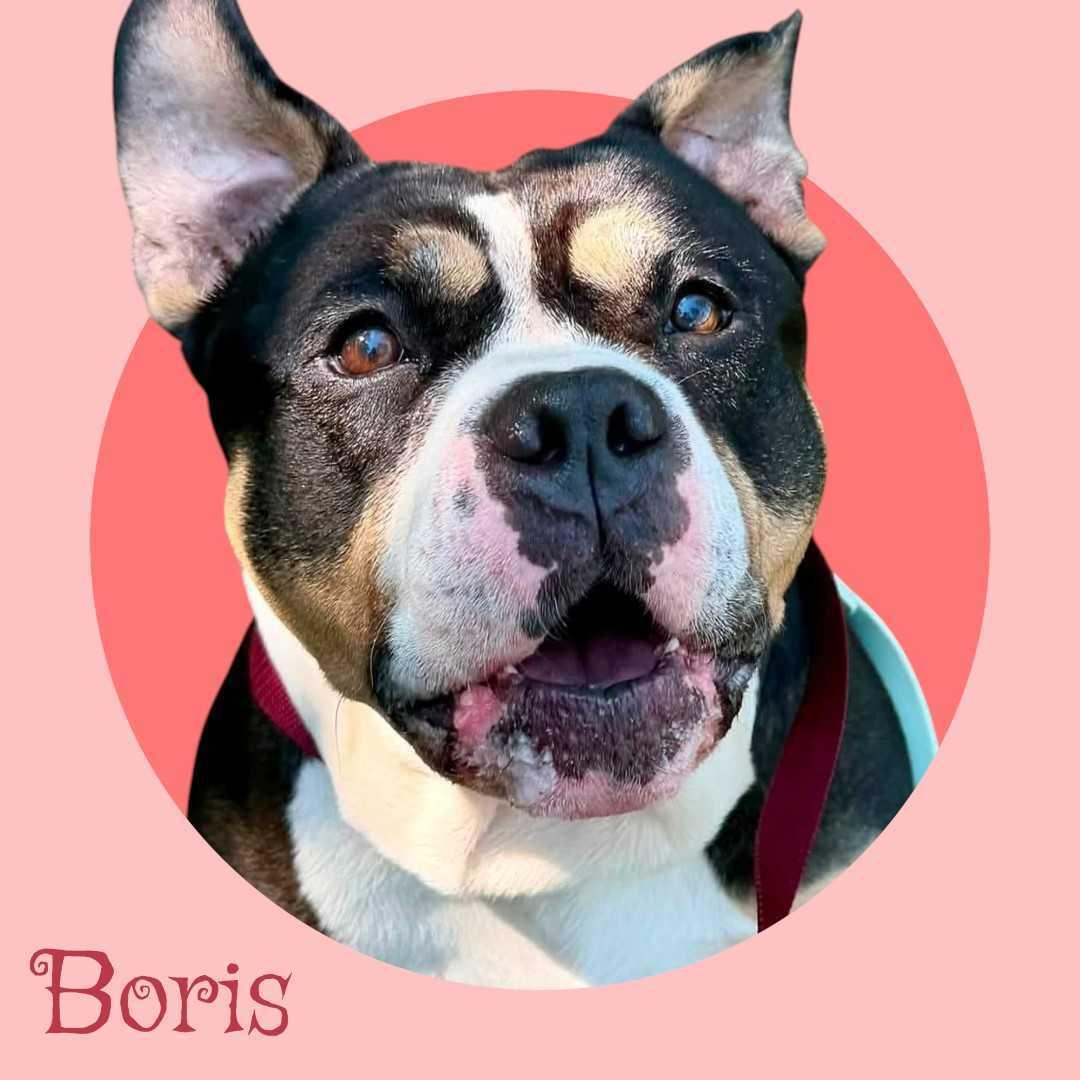 Boris, ADOPTABLE, Adult Male Bulldog.