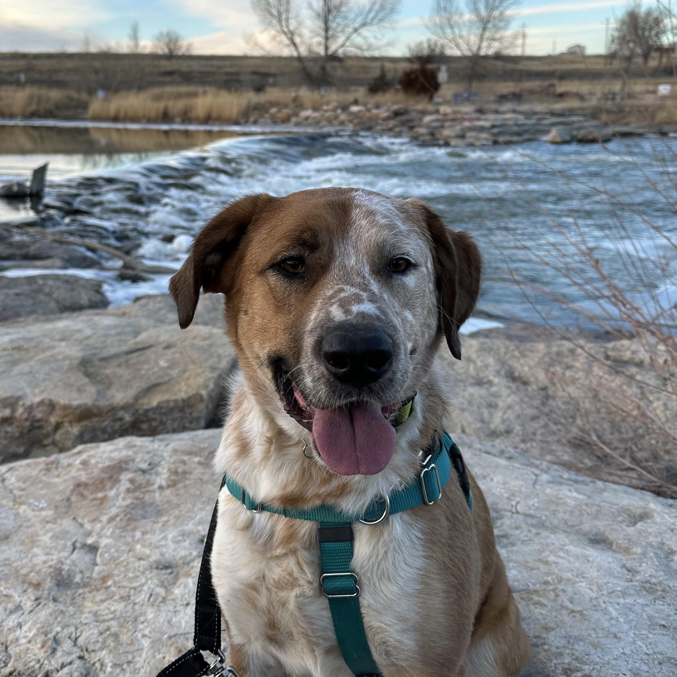 Rowdy, a Adoptable mixed breed in Sheridan, WY image 1/6