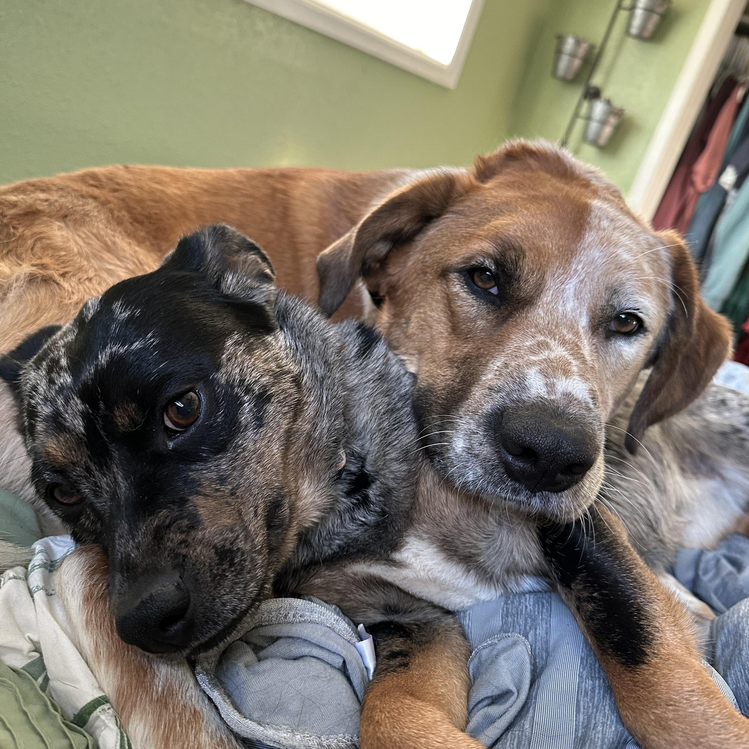 Rowdy, a Adoptable mixed breed in Sheridan, WY image 2/6