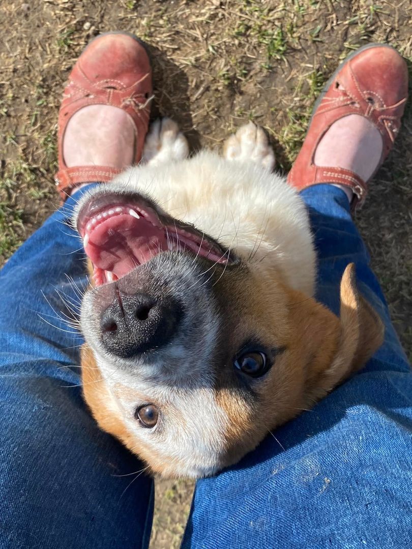 Rowdy, a Adoptable mixed breed in Sheridan, WY image 3/6