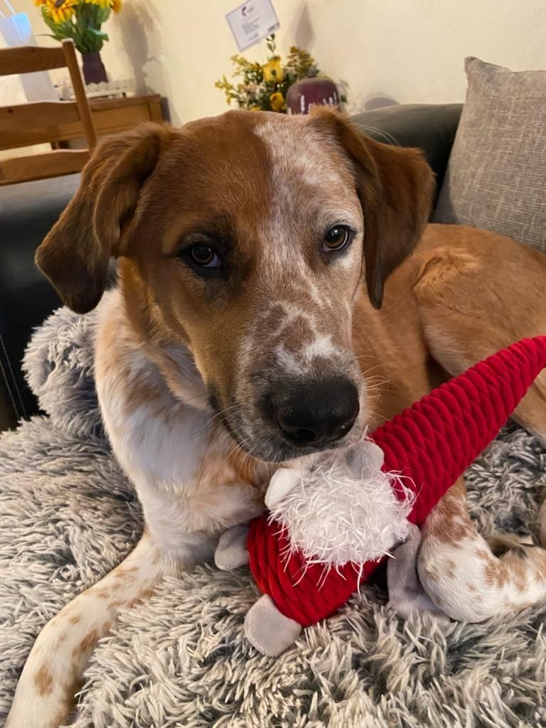 Rowdy, a Adoptable mixed breed in Sheridan, WY image 4/6