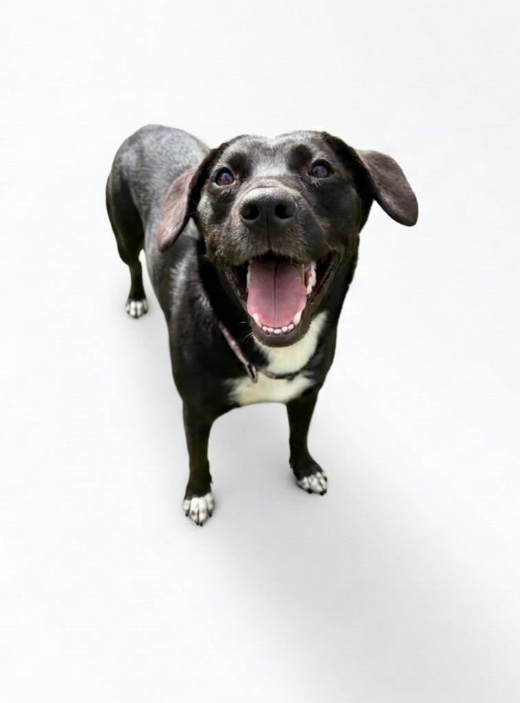 Enlarge Lucy, a Adoptable mixed breed in Hudson, NY image 1/1
