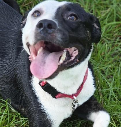 Enlarge Keith Urban, a Adoptable mixed breed in Conway, SC image 1/3