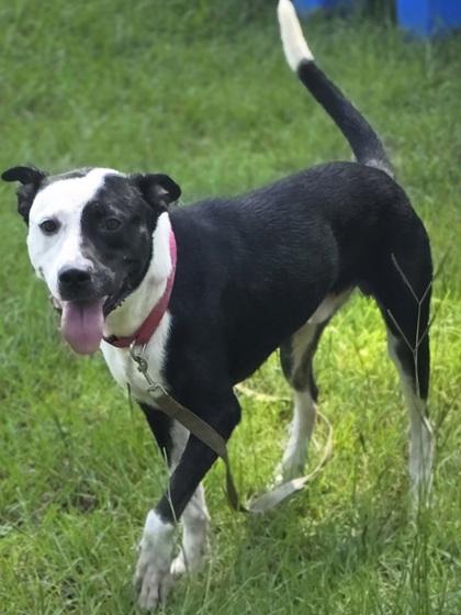 Keith Urban, Adoptable, Young Male Labrador Retriever & Pit Bull Terrier.