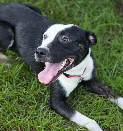 Keith Urban, Adoptable, Young Male Labrador Retriever & Pit Bull Terrier.