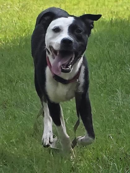 Enlarge Keith Urban, a Adoptable mixed breed in Conway, SC image 2/3