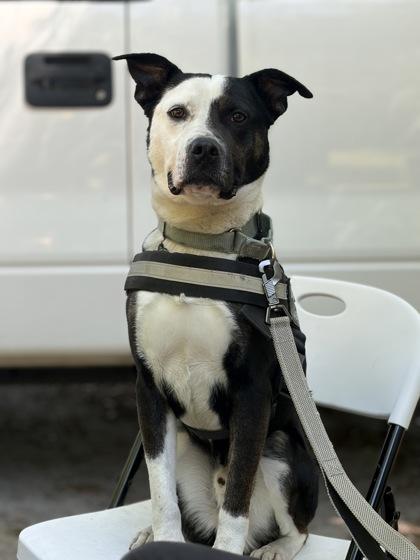 Keith Urban, a Adoptable mixed breed in Conway, SC image 2/3
