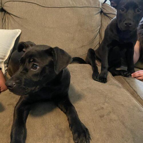 Enlarge #267 Bella, a Adoptable mixed breed in Twin lakes, WI image 2/2