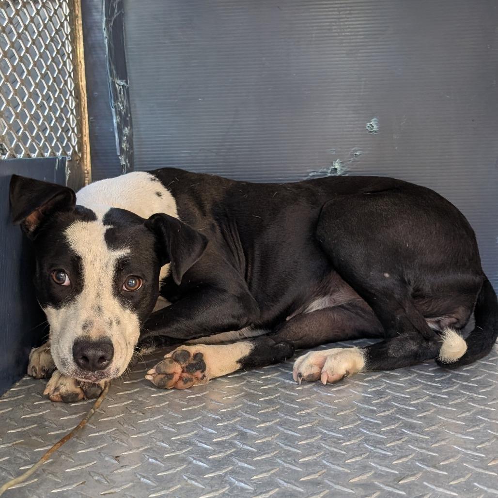 Kimchi, Adoptable, Young Female Boston Terrier & Mixed Breed.