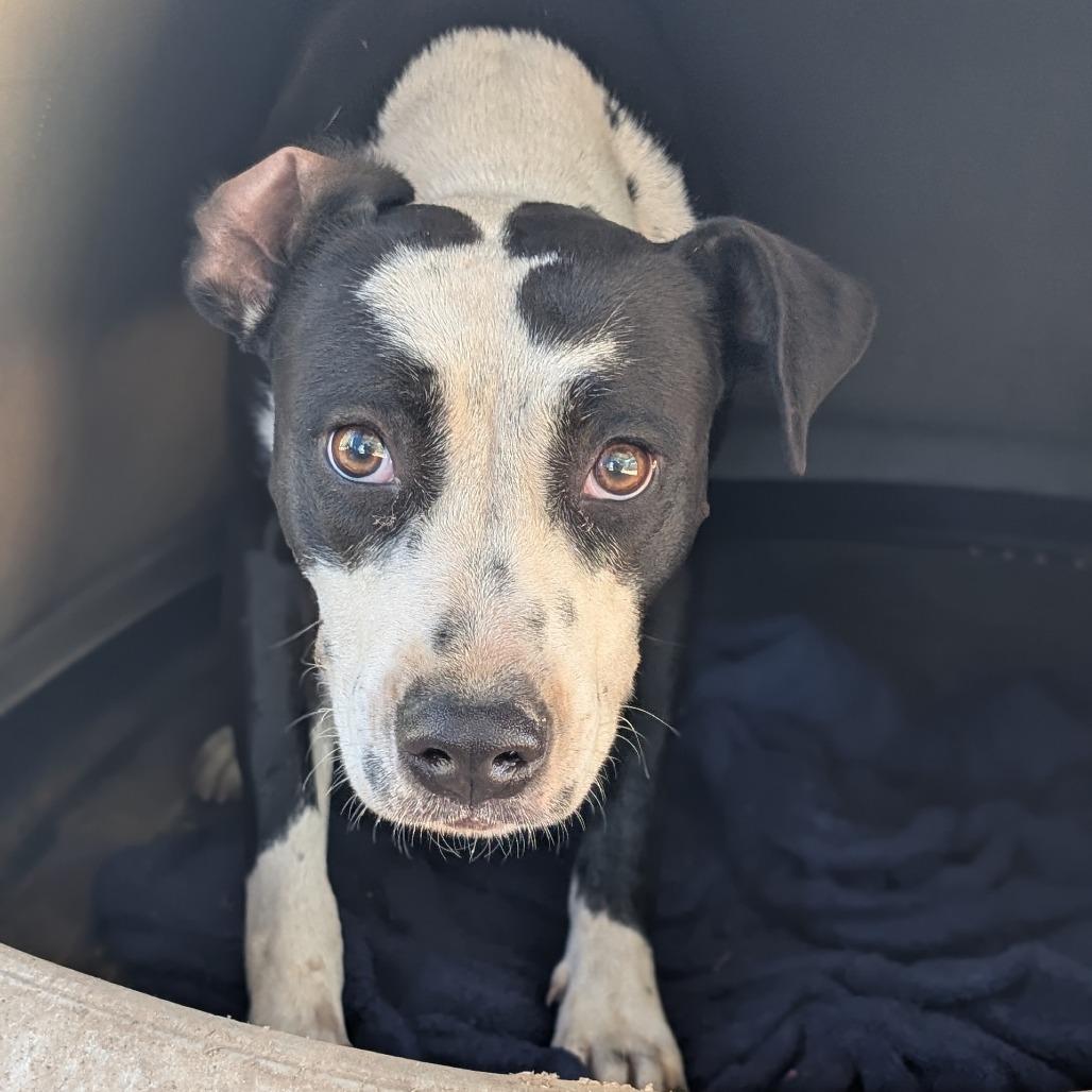 Kimchi, a Adoptable mixed breed in Buchanan Dam, TX image 2/2
