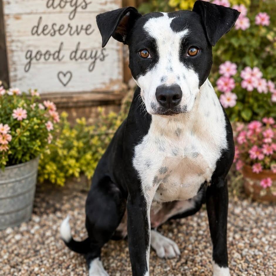 Enlarge Kimchi, a Adoptable mixed breed in Buchanan Dam, TX image 3/3
