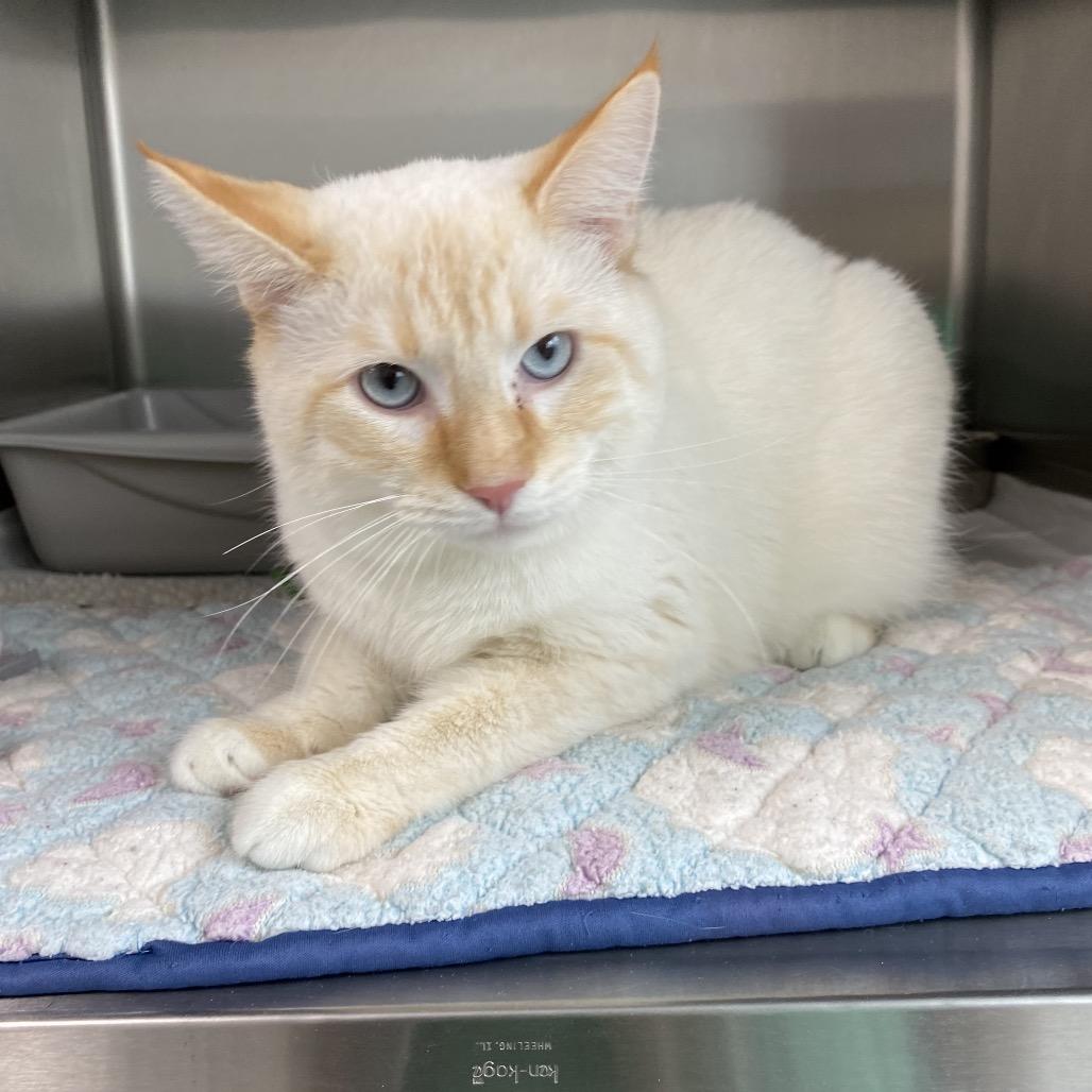 Prince, Adoptable, Kitten Male Domestic Short Hair.