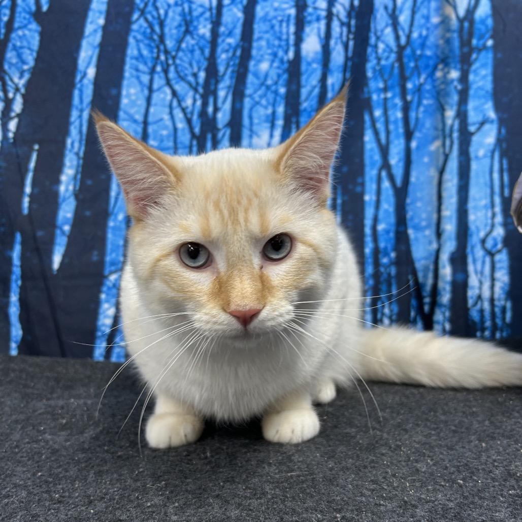 Enlarge Prince, a Adoptable Domestic Short Hair in Walnut Cove, NC image 2/5