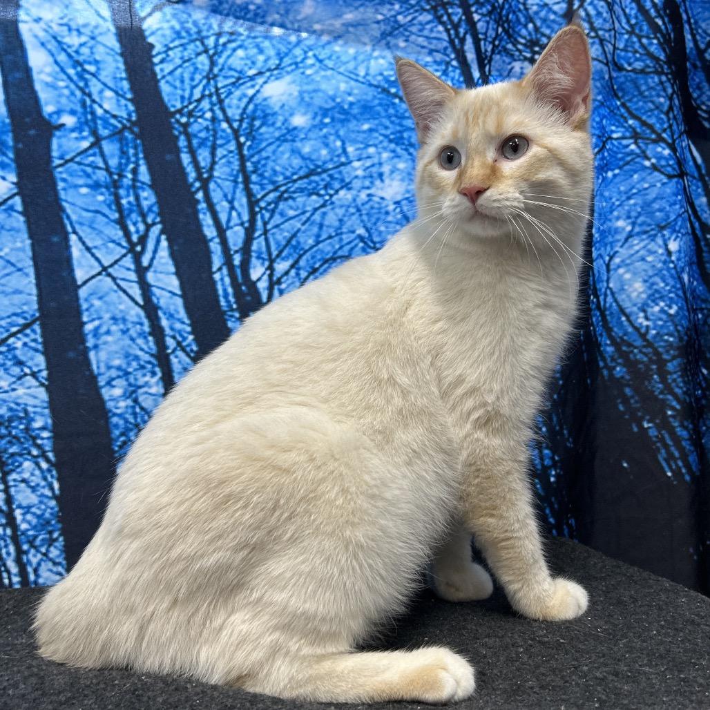 Enlarge Prince, a Adoptable Domestic Short Hair in Walnut Cove, NC image 4/5