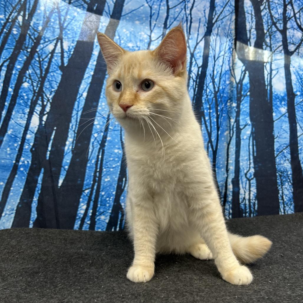 Enlarge Prince, a Adoptable Domestic Short Hair in Walnut Cove, NC image 5/5