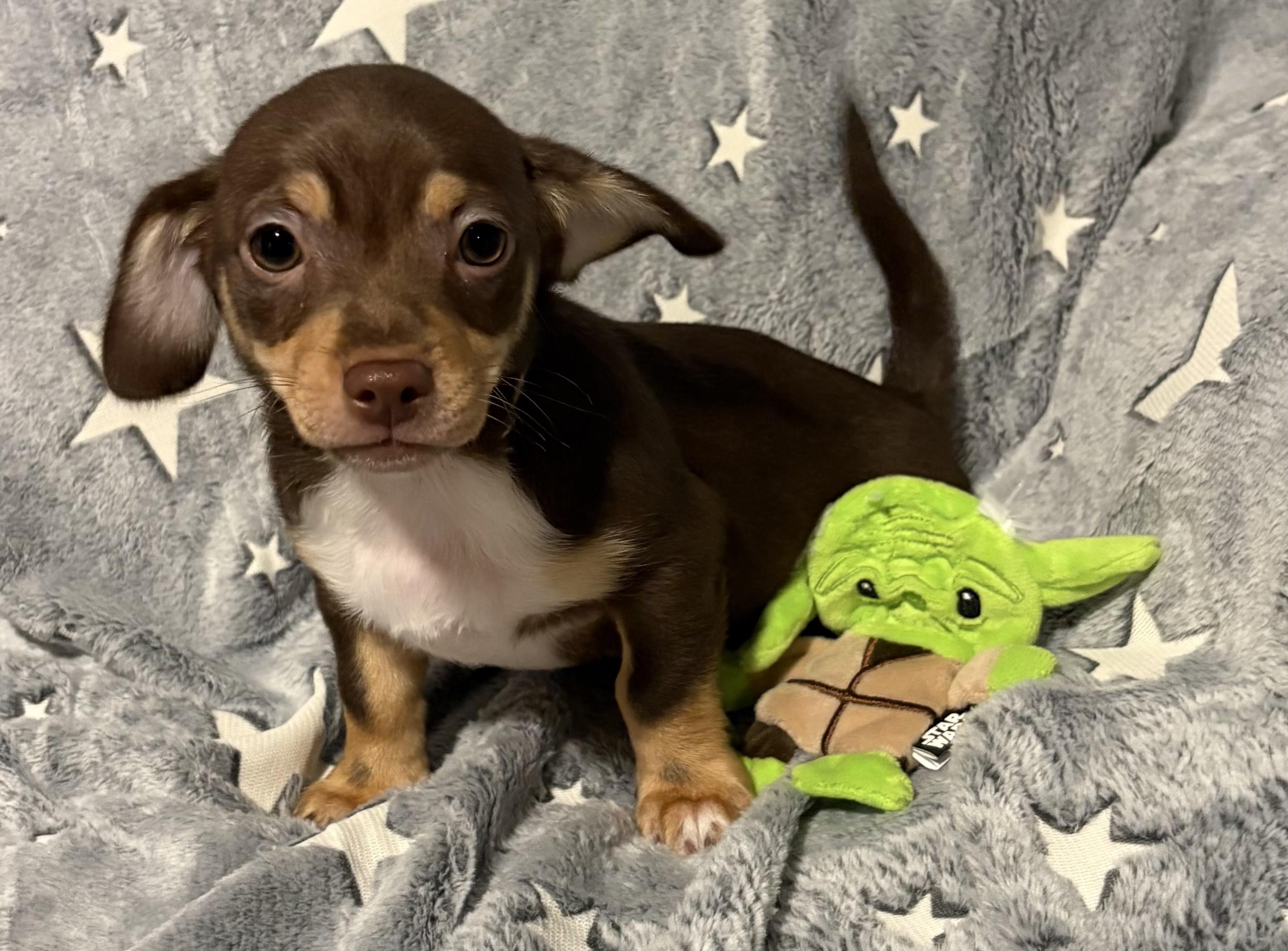 Yoda, adopted, Puppy Male Chiweenie.
