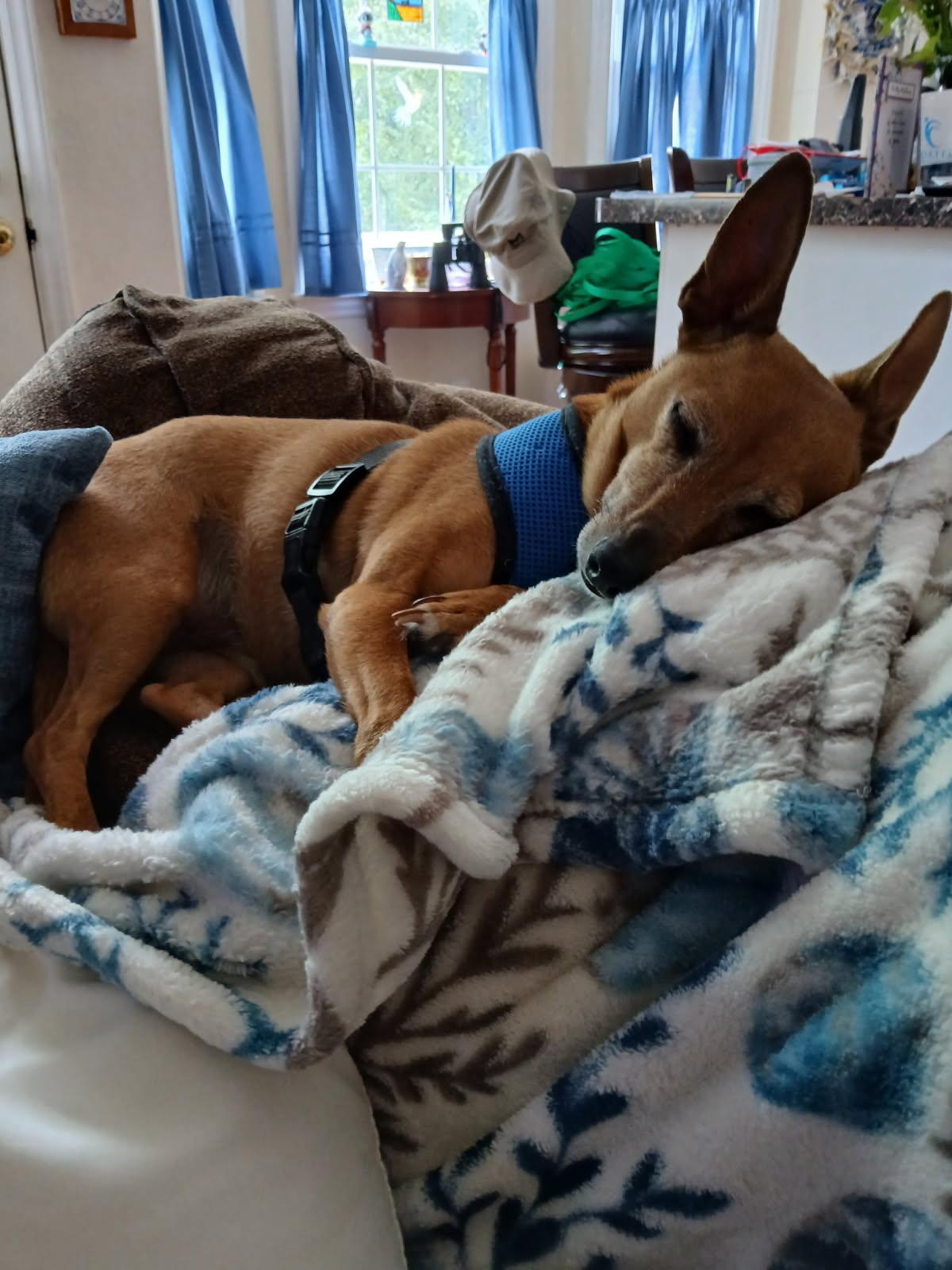 Ollie, Adopted, Young Male Chihuahua & Italian Greyhound.