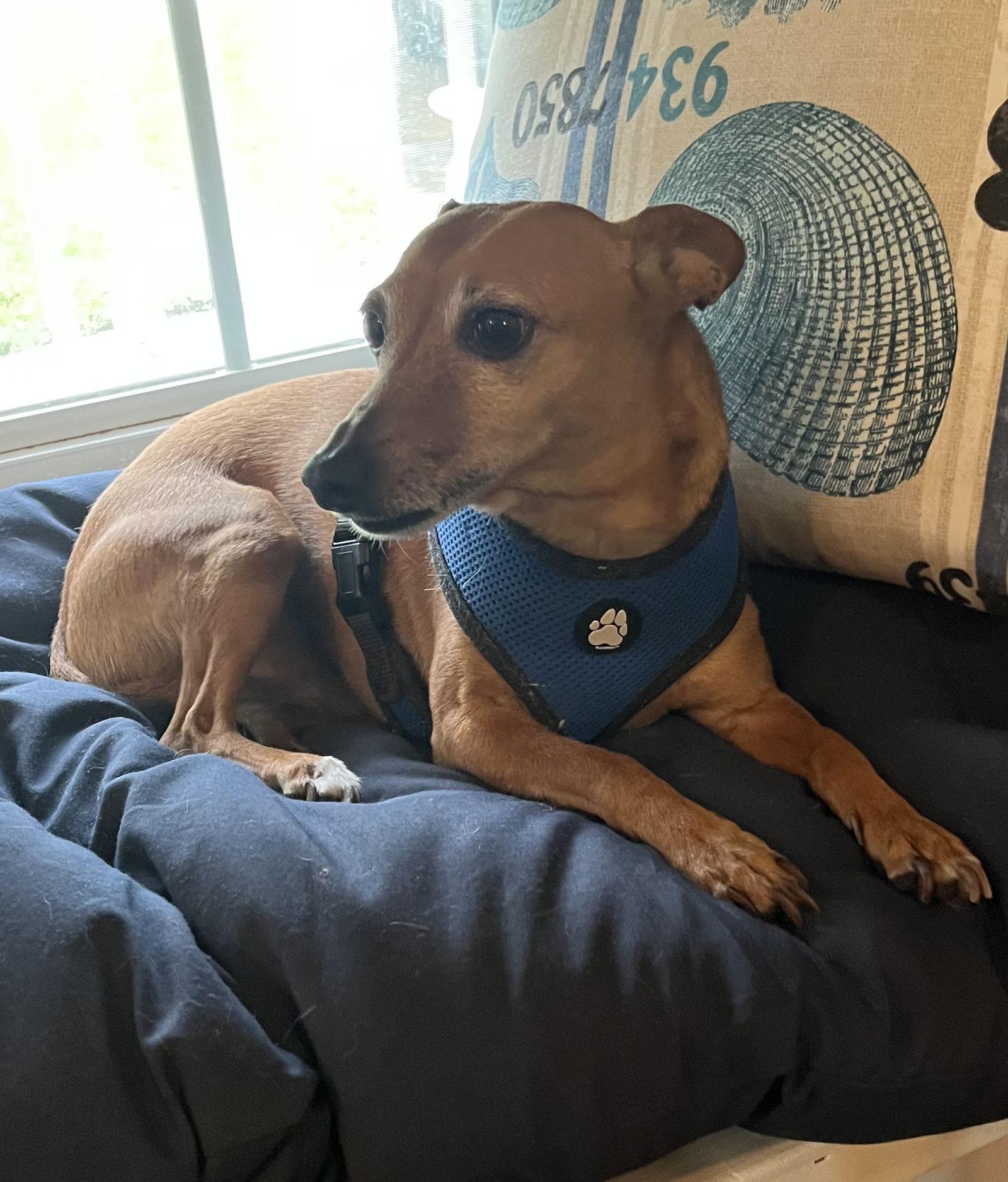 Enlarge Ollie, a Adopted mixed breed in Garner, NC image 2/3