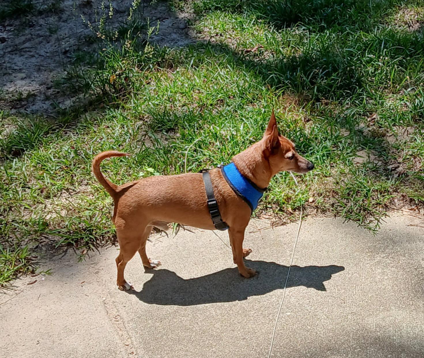 Enlarge Ollie, a Adopted mixed breed in Garner, NC image 3/3