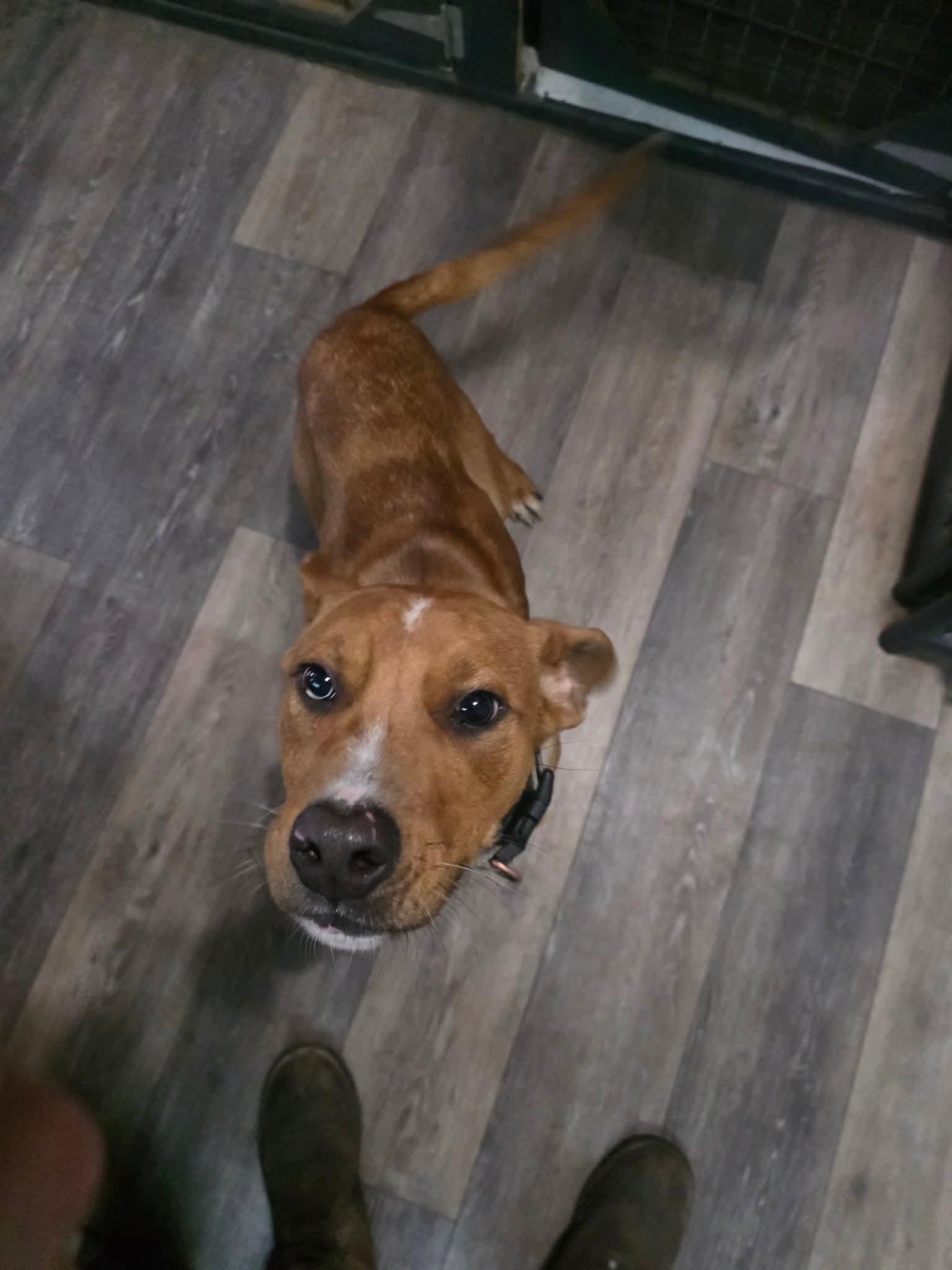 Enlarge Grumpy, a Adopted mixed breed in merrillville, IN image 5/6