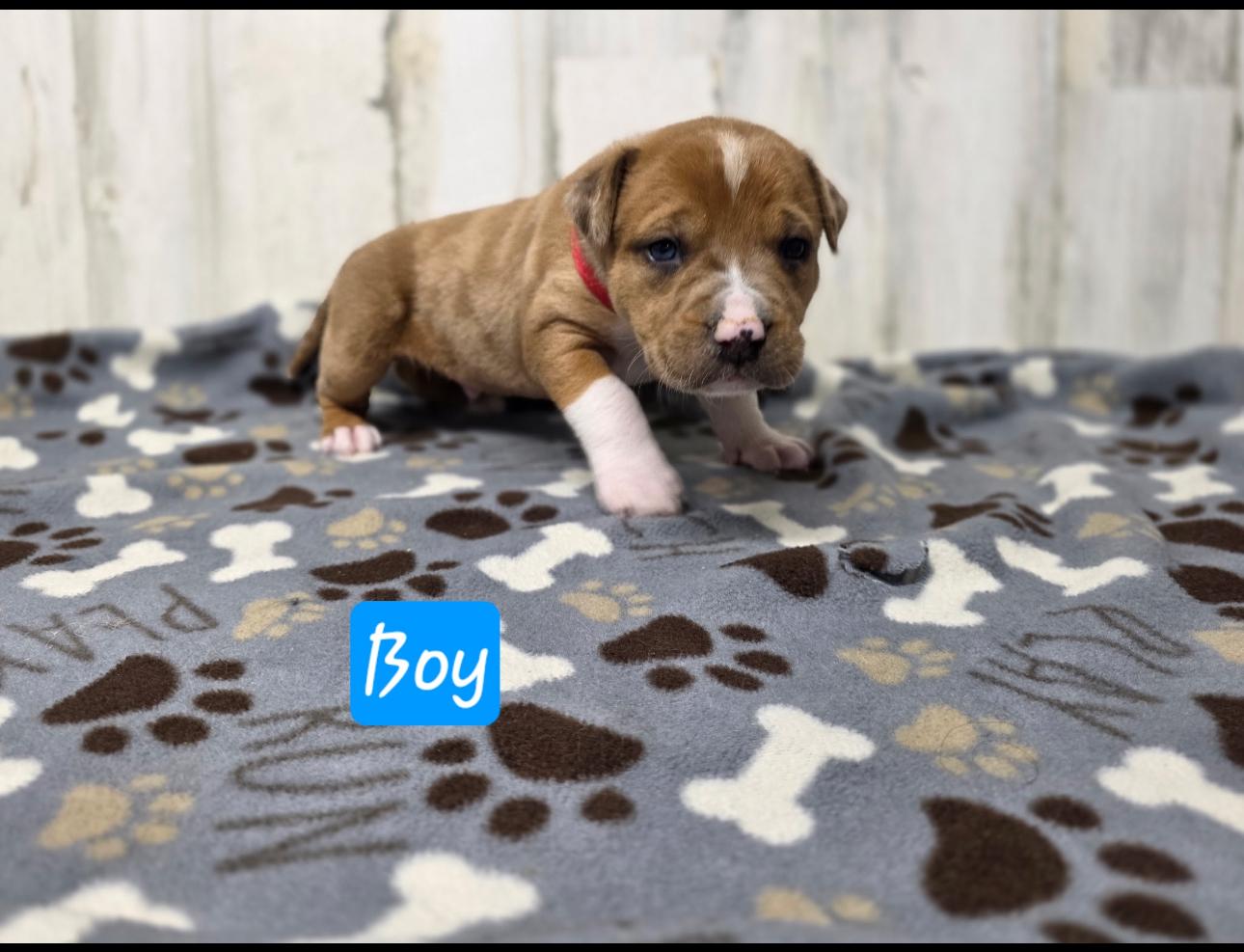 Enlarge Grumpy, a Adopted mixed breed in merrillville, IN image 6/6