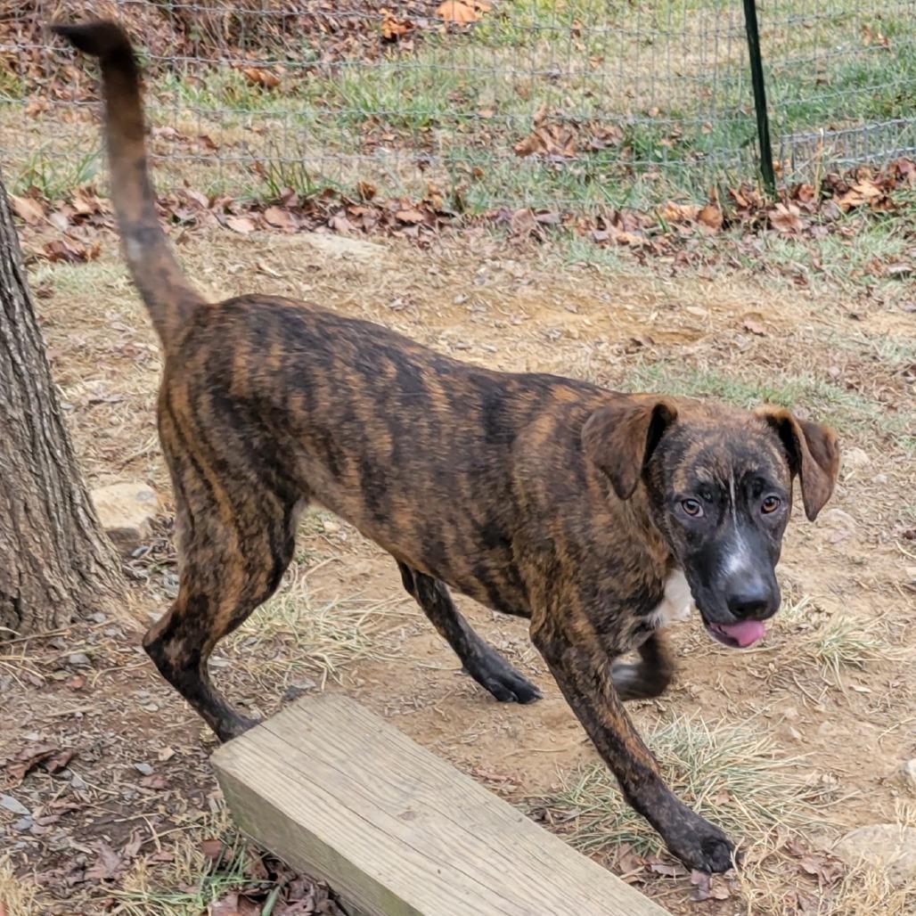 Enlarge Autumn *Adoption Fee Covered + Free Training*, a Adoptable Mixed Breed in Alexandria, VA image 1/4