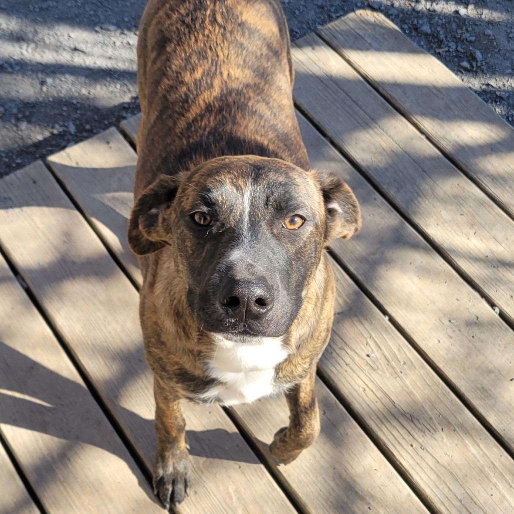 Enlarge Autumn *Adoption Fee Covered + Free Training*, a Adoptable Mixed Breed in Alexandria, VA image 2/4