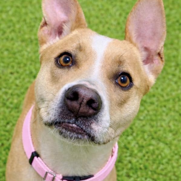 Enlarge Amber, a ADOPTABLE mixed breed in Battle Creek, MI image 1/1