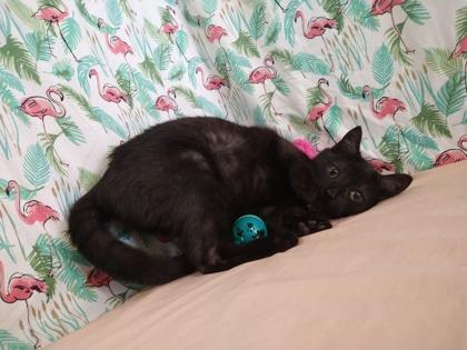 Sybil, Adoptable, Kitten Female Domestic Short Hair & Domestic Short Hair.