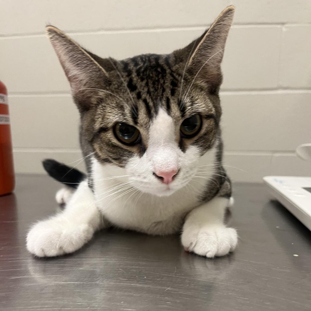 Maxwell - Meet me at Elkhart PetSmart!