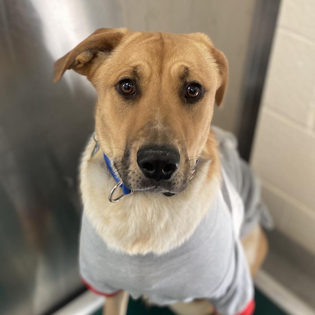 Mantis — thumbnail 3