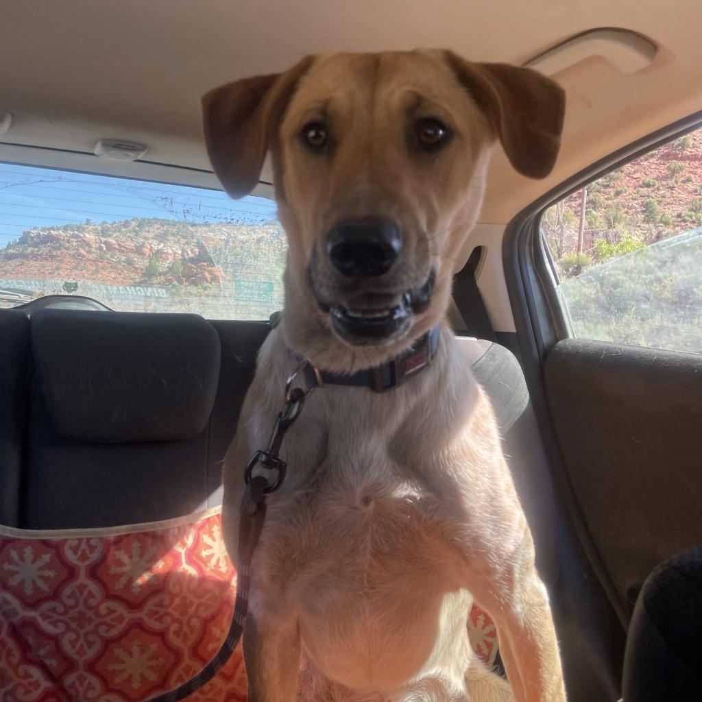 Mantis — thumbnail 6