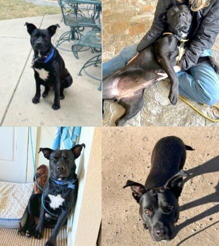 Blueberry, a Adoptable mixed breed in Boulder, CO image 1/4