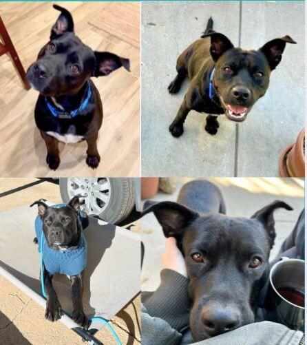 Blueberry, a Adoptable mixed breed in Boulder, CO image 2/4